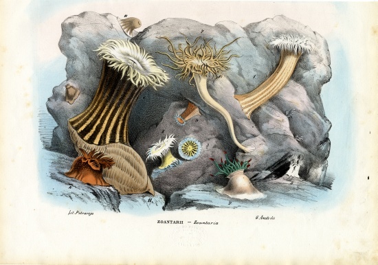 Sea Anemones von Raimundo Petraroja