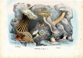 Sea Anemones 1863-79