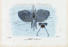 Sea Butterflies 1863-79
