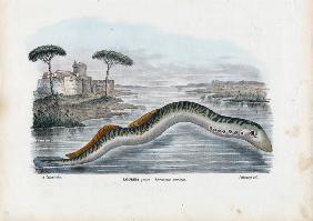 Sea Lamprey 1863-79