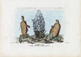 Sea Squirts 1863-79