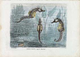 Seahorses 1863-79
