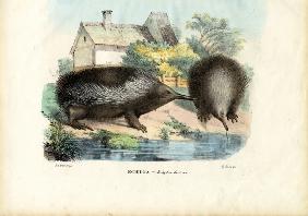 Short-Beaked Echidna 1863-79