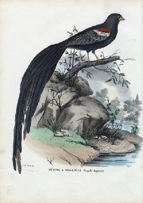 Siberian Finch 1863-79