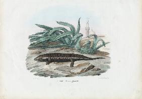 Skink 1863-79