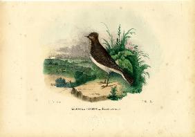 Skylark 1863-79