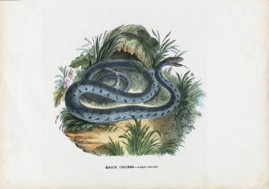 Snakes von Raimundo Petraroja