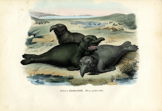 Southern Elaphant Seal von Raimundo Petraroja