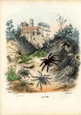 Spiders 1863-79