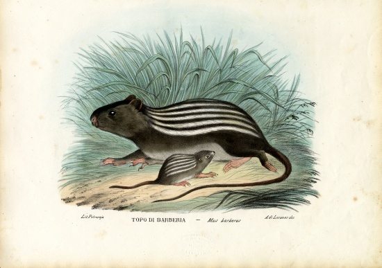 Striped Mouse von Raimundo Petraroja