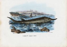 Sturgeon 1863-79