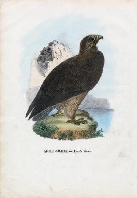 Tawny Eagle 1863-79