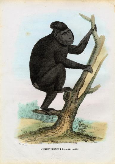 Celebes Ape 1863-79