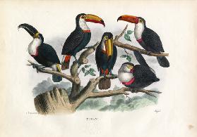 Tucans 1863-79