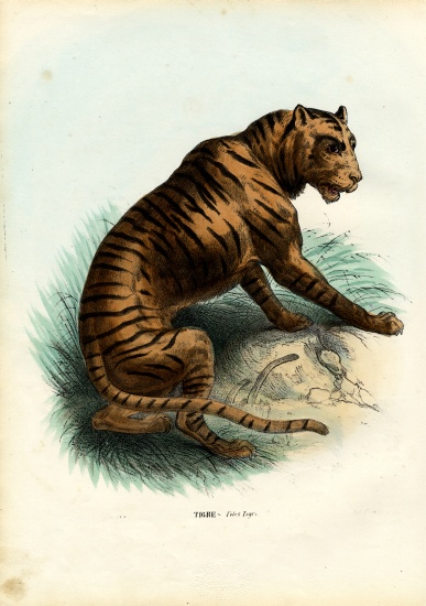 Tiger von Raimundo Petraroja