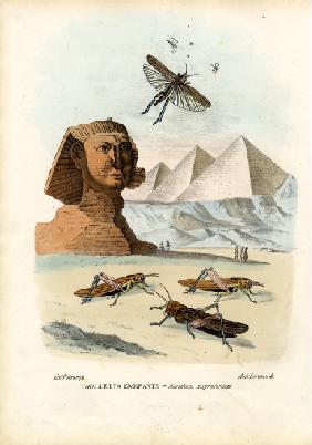 True Crickets 1863-79