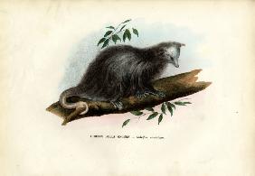 Virginia Opossum 1863-79
