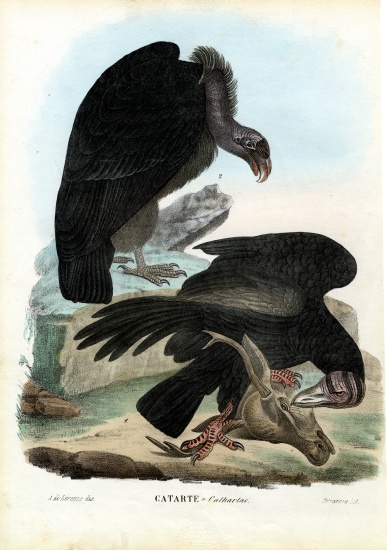 Vultures von Raimundo Petraroja