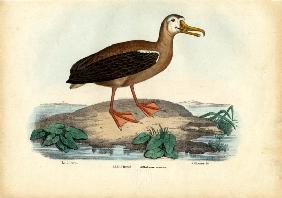Wandering Albatross 1863-79