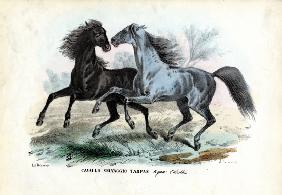Wild Horses 1863-79