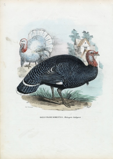 Wild Turkey von Raimundo Petraroja