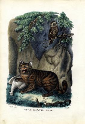 Wildcat 1863-79