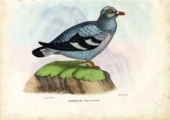 Wood Pigeon von Raimundo Petraroja