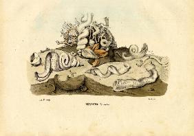 Worm Snails 1863-79