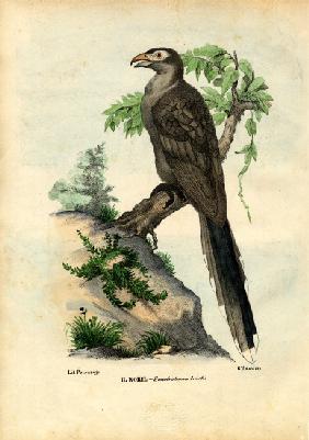 Yellow-Billed Cuckoo 1863-79