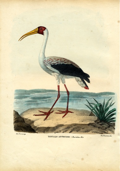 Yellow-Billed Stork von Raimundo Petraroja