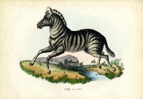 Zebra 1863-79