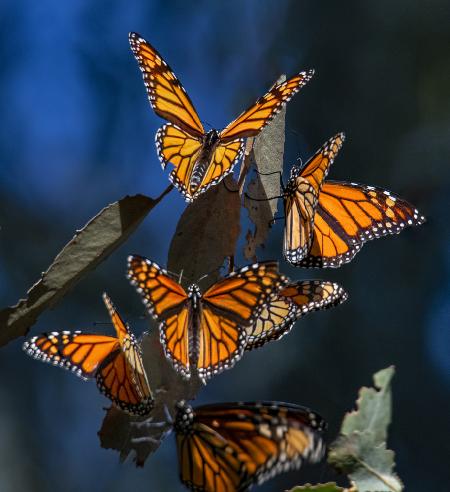 Monarchen am blauen Morgen