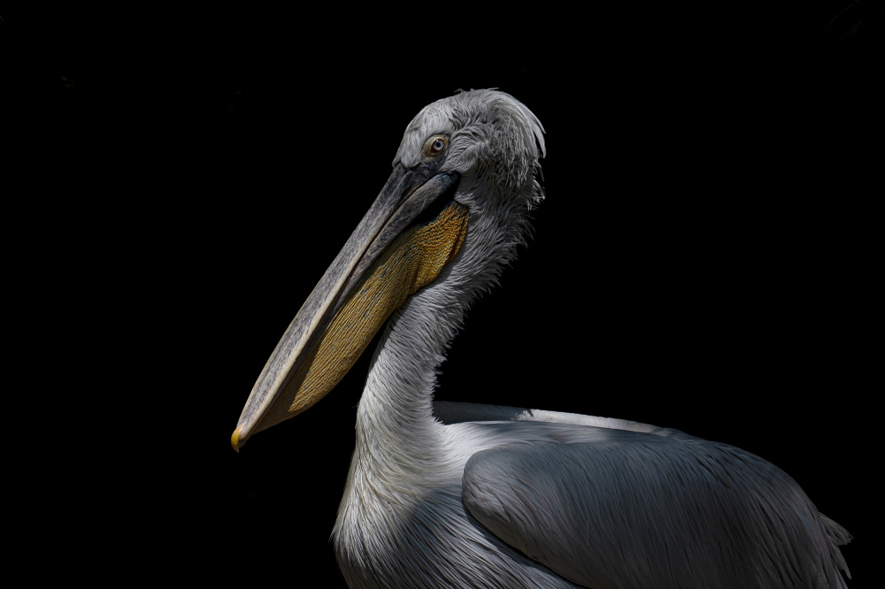 Pelikan von Ravi Sankar