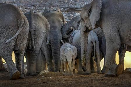Das Elefantenbaby und die Elefantenfamilie