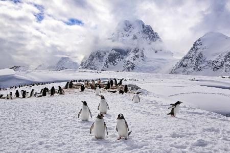 Der natürliche Lebensraum der Pinguine in der Antarktis