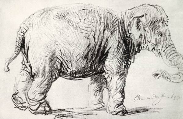 An Elephant von Rembrandt van Rijn
