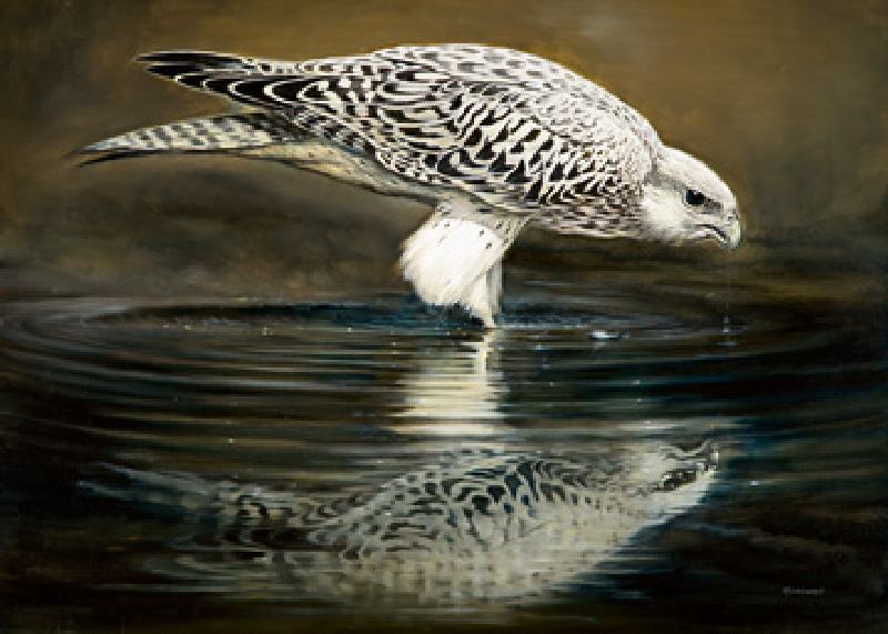 Drinking Falcon von Renato Casaro