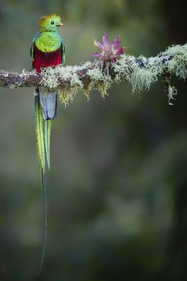 Farben des männlichen Quetzals