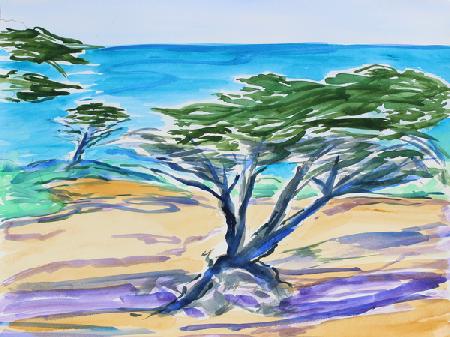 Cypress Tree, Carmel Bay 2019
