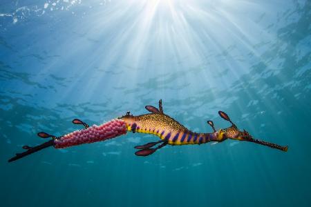 Weedy Seadragon im Licht