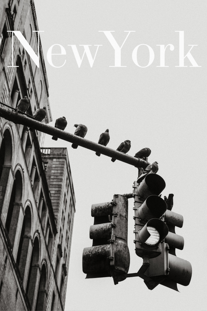 NYC-Tauben von Rikard Martin