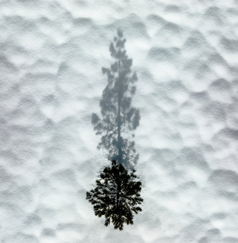 Winterbaum von Rob Darby