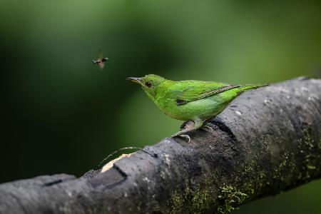 Grünes Honeycreeper-Weibchen