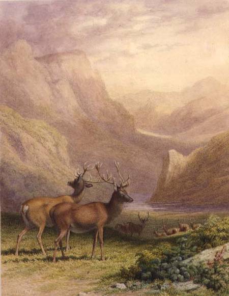 Deer in the Highlands von Robert Hills