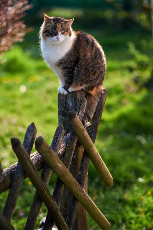 Getigerte Katze sitzt auf einem Holzzaun im Gegenlicht von Robert Kalb