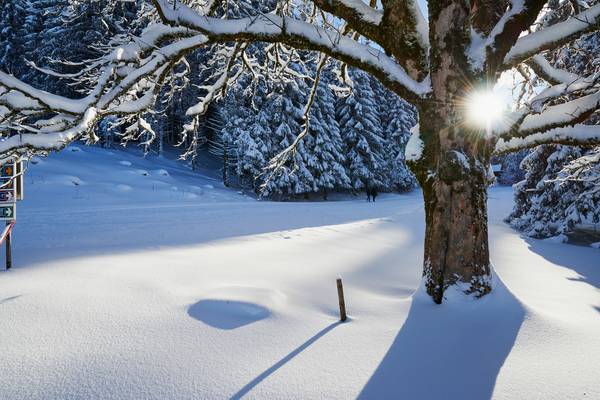 Romantische tiefverschneite Winterlandschaft mit Baumkrone im Gegenlicht von Robert Kalb