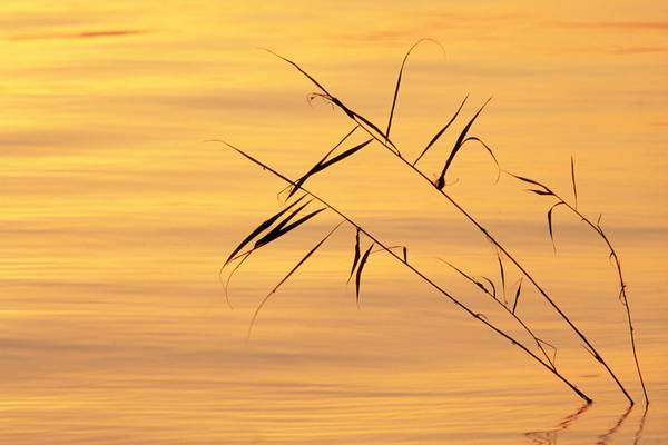 Stimmungsvolles Morgenlicht am Bodensee von Robert Kalb