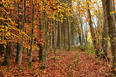 Ein Waldweg mit Laub durch einen leuchtenden Herbstwald 2019