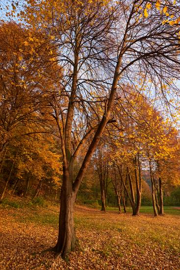 Goldener Herbst im Wienerwald 2016