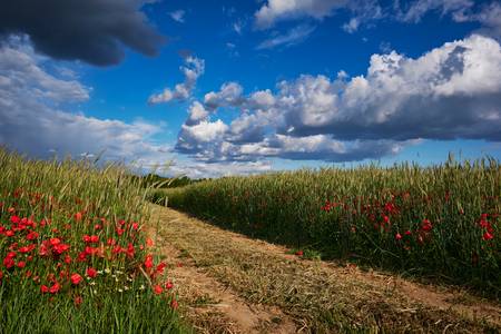 Güterweg durch ein Getreidefeld mit Mohnblumen 2020